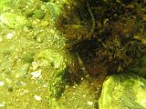 Coll NL 031